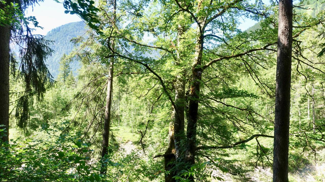 Waldbaden in Österreich